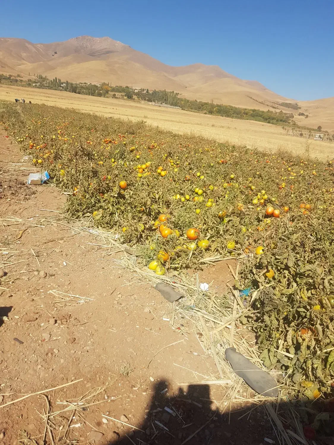 گوجه فرنگی ربی|خوردنی و آشامیدنی|ابهر, |دیوار