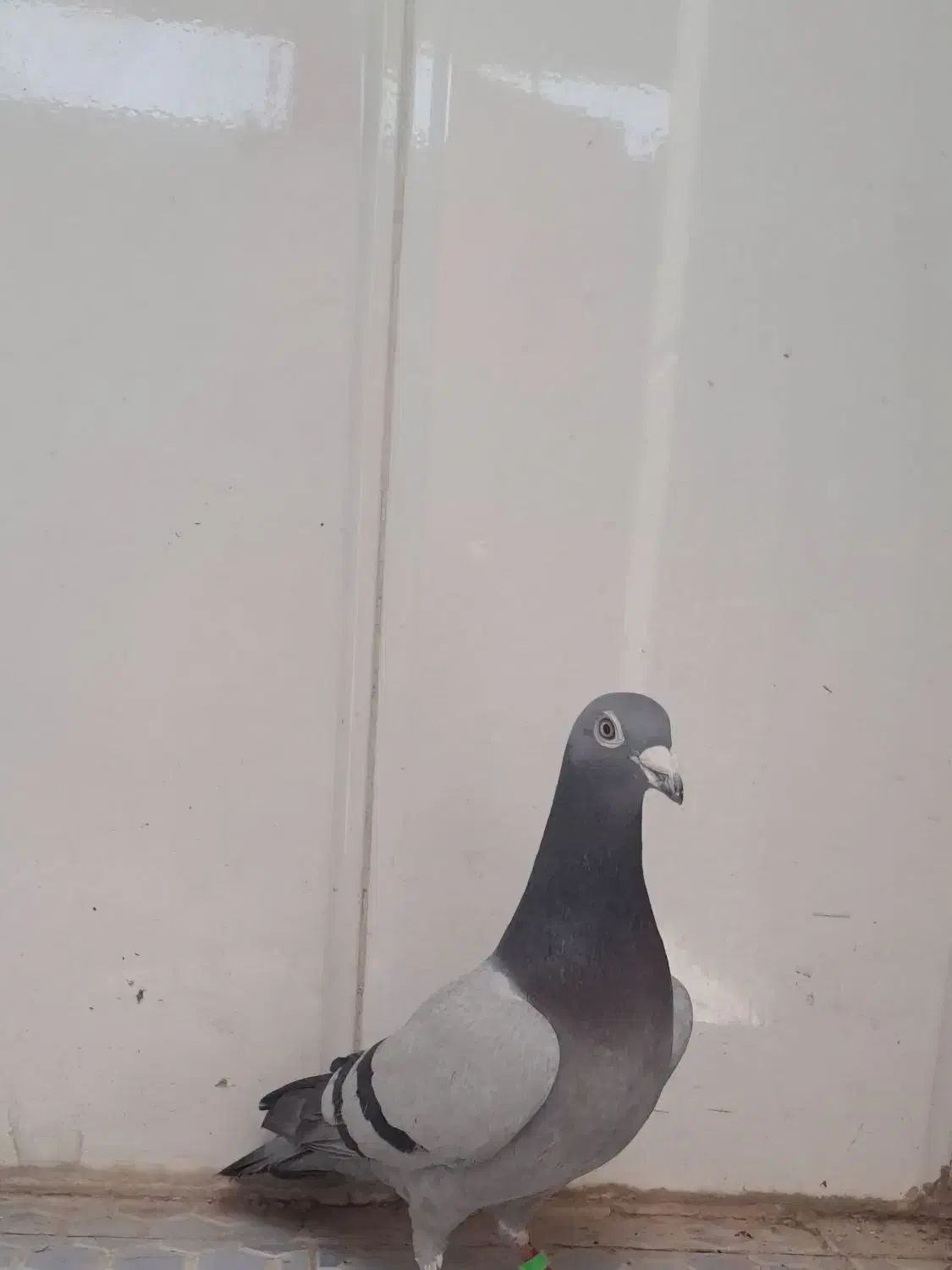 سبز|پرنده|باوی, |دیوار