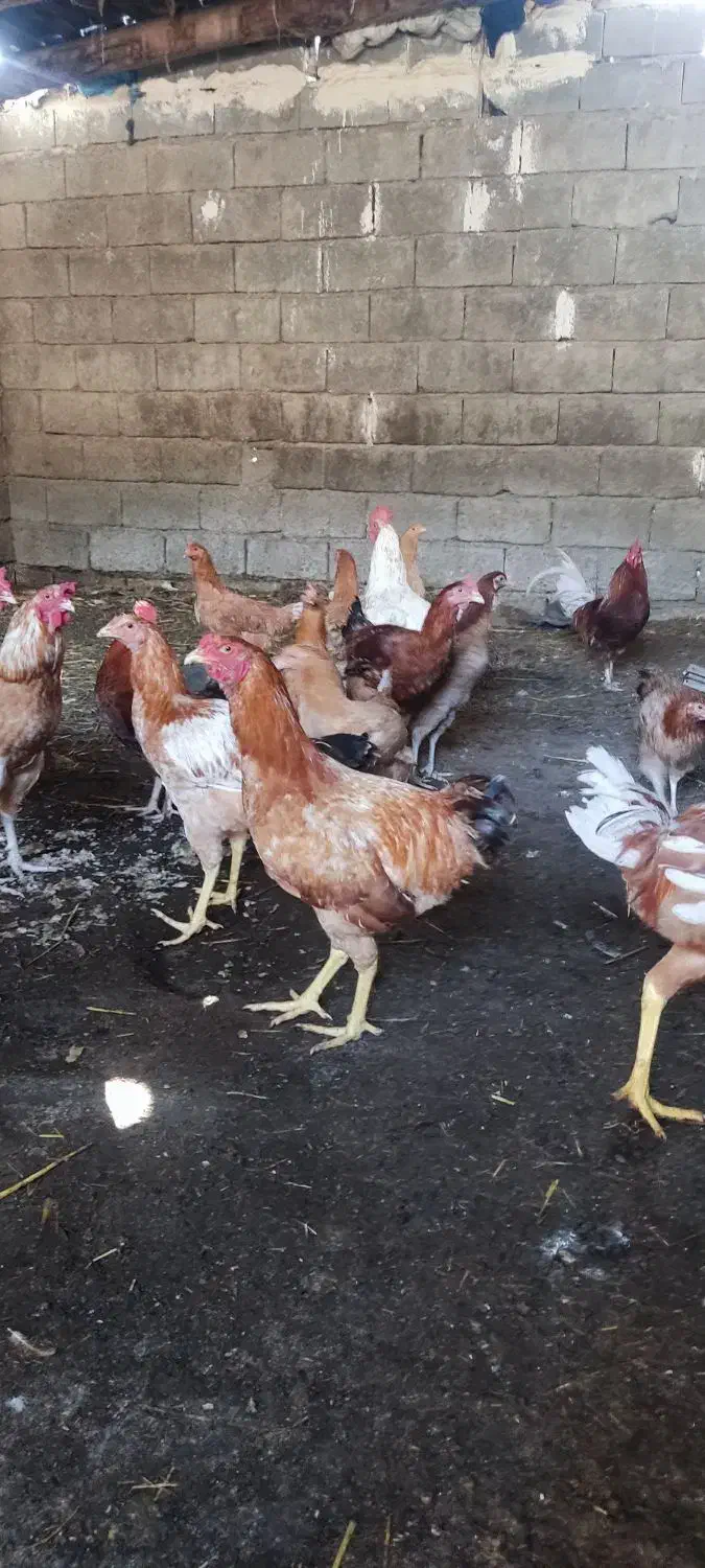 مرغ محلی|حیوانات مزرعه|تاتار علیا, |دیوار