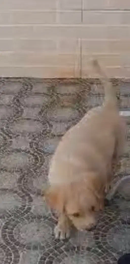 سگ نژاد میکس|سگ|کاشان, پا نخل|دیوار