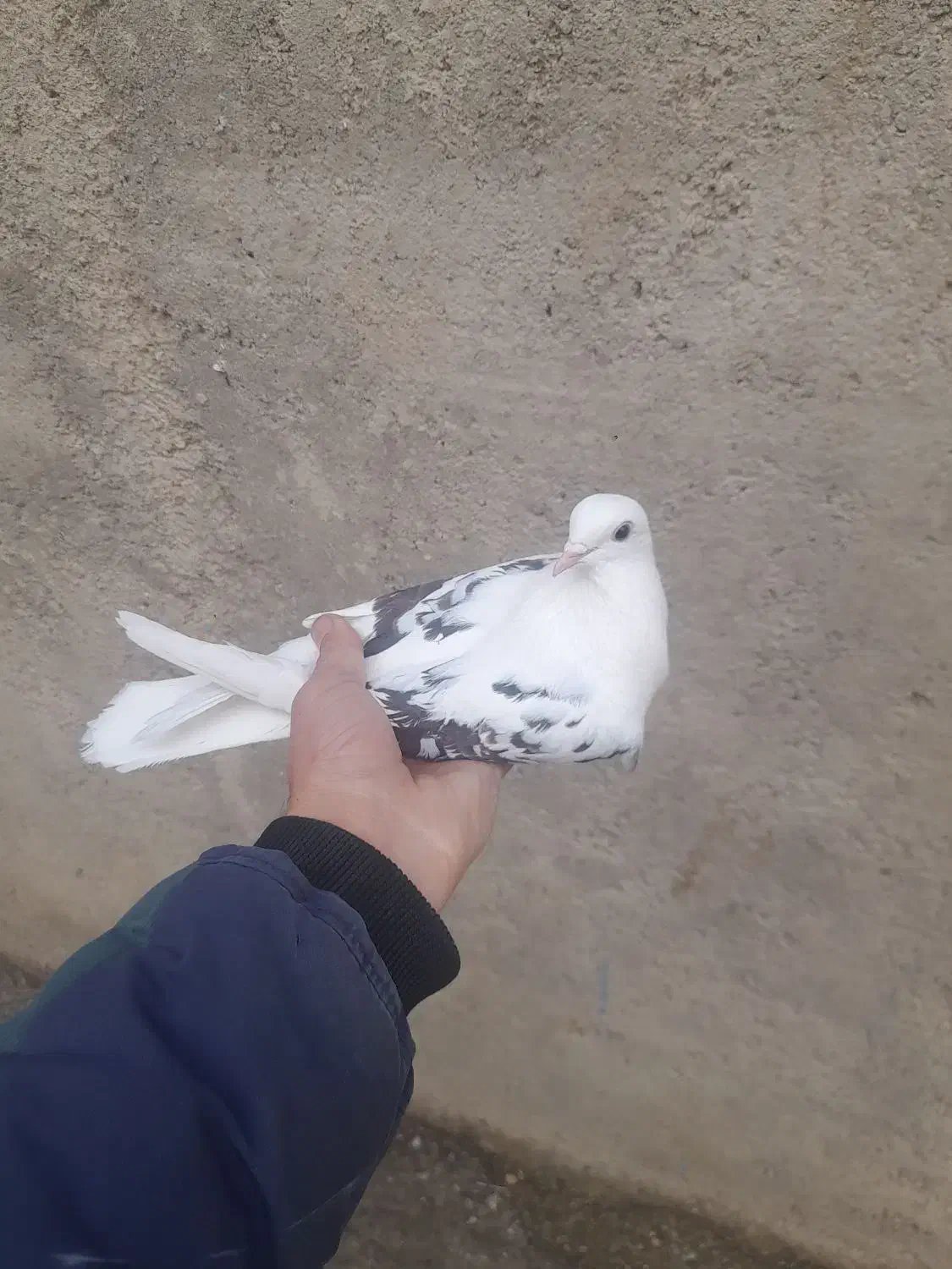 کبوتر|پرنده|گیان, |دیوار