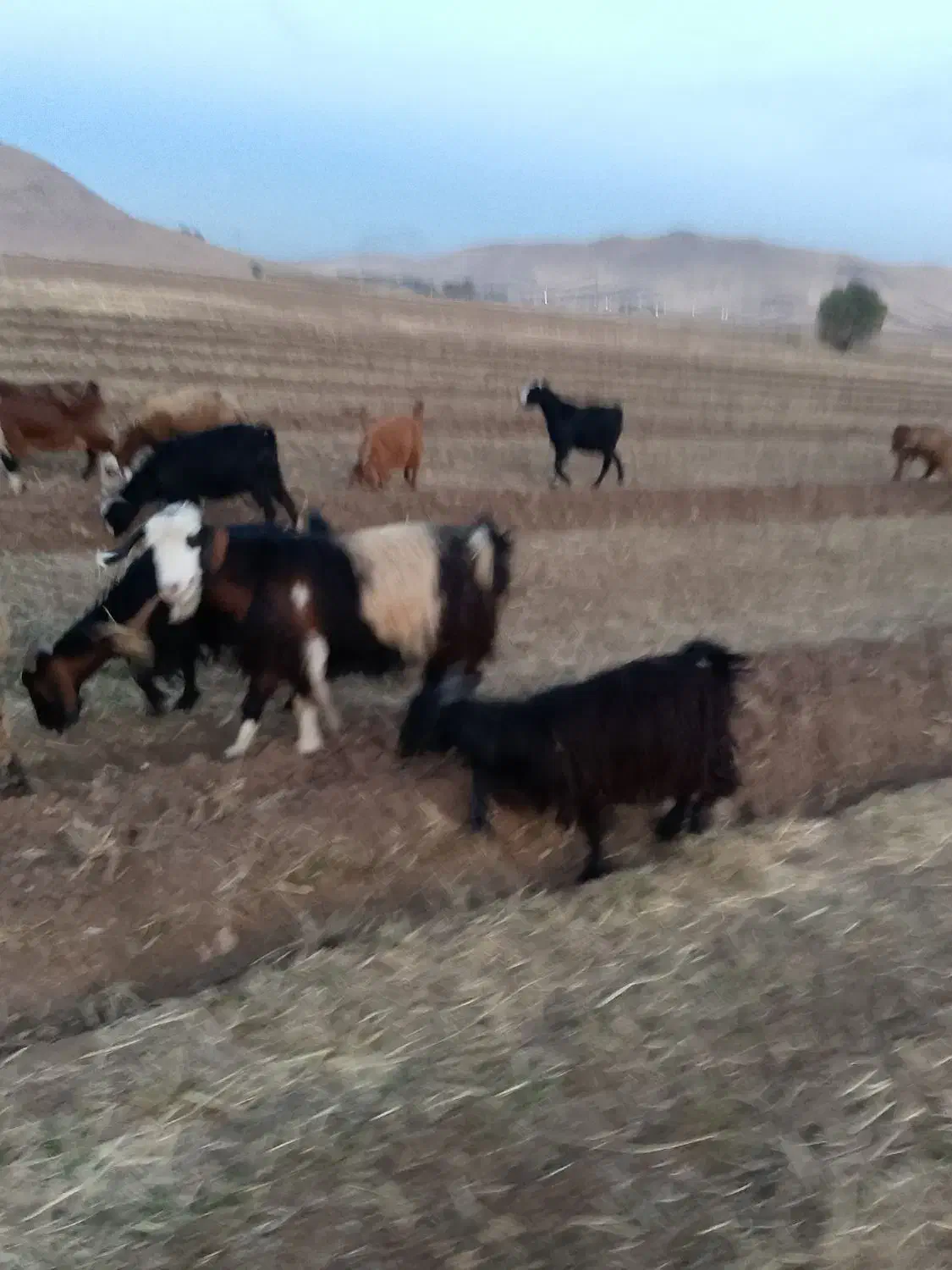 بز قیمت مناسب|حیوانات مزرعه|پیر سلیمان, |دیوار