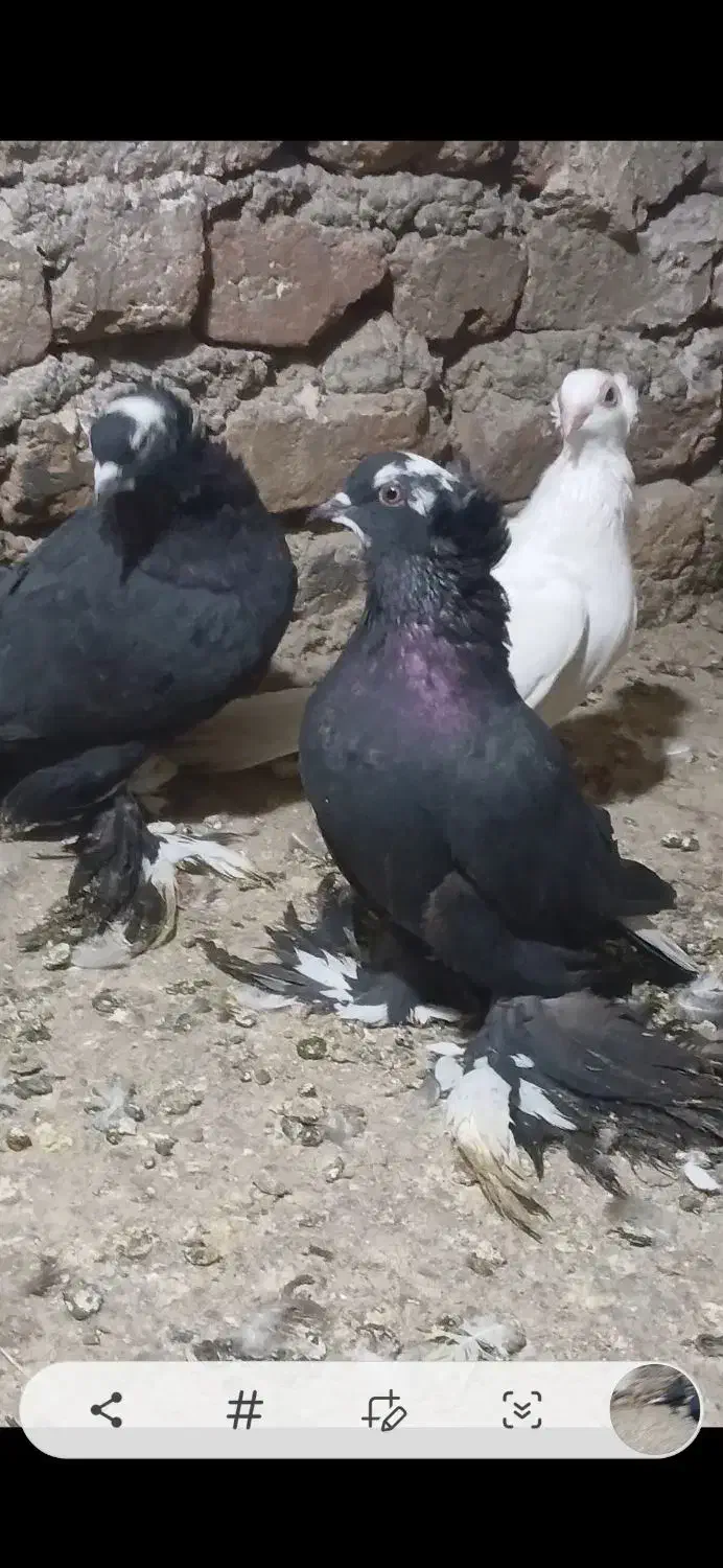 کبوتر قره اغ گوروخ|پرنده|باسمنج, |دیوار