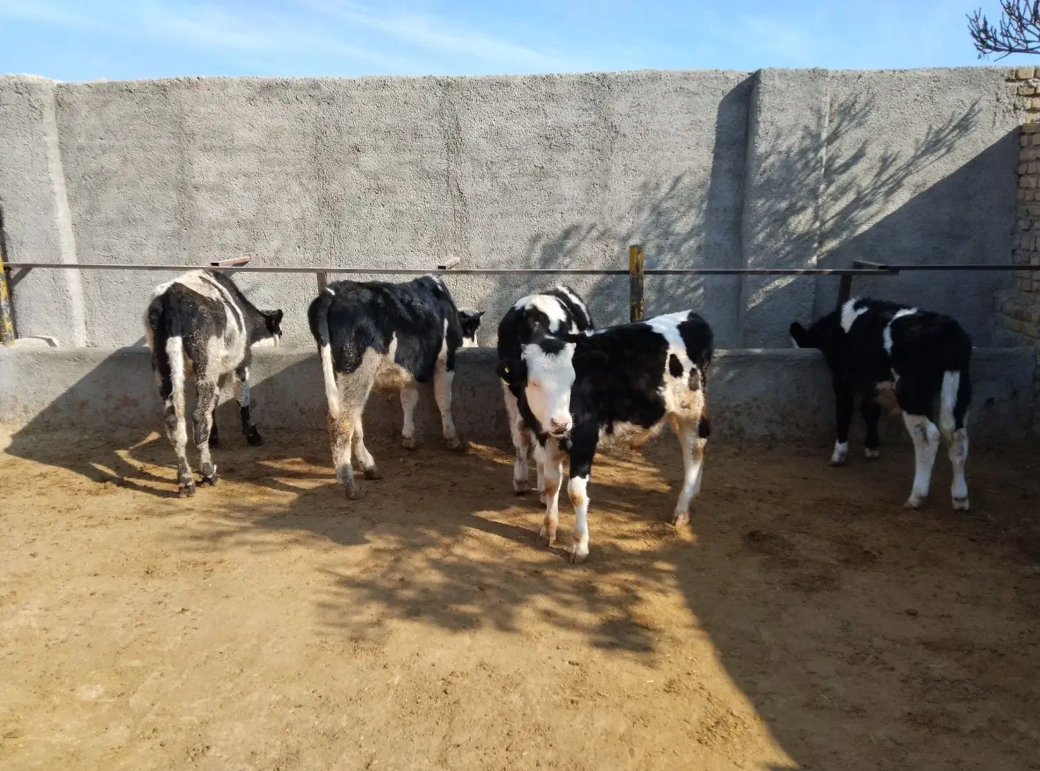 گوساله سیمینتال|حیوانات مزرعه|اشتهارد, |دیوار