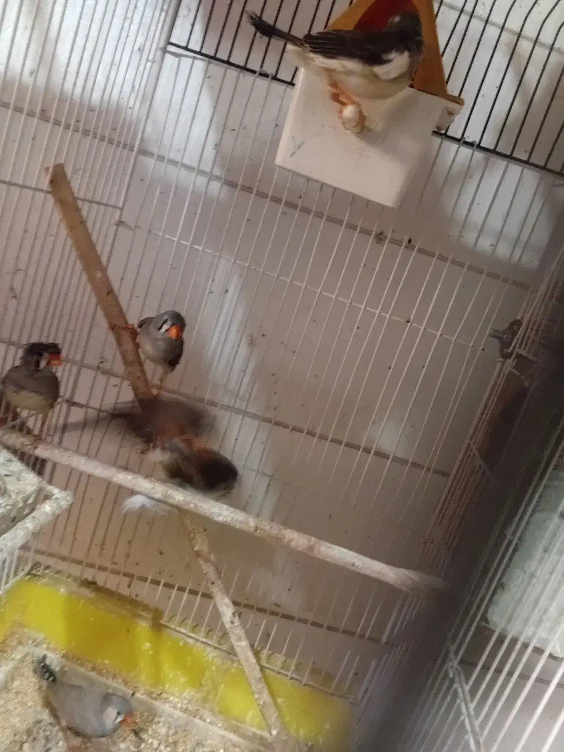 فروش فنج|پرنده|یزد, |دیوار