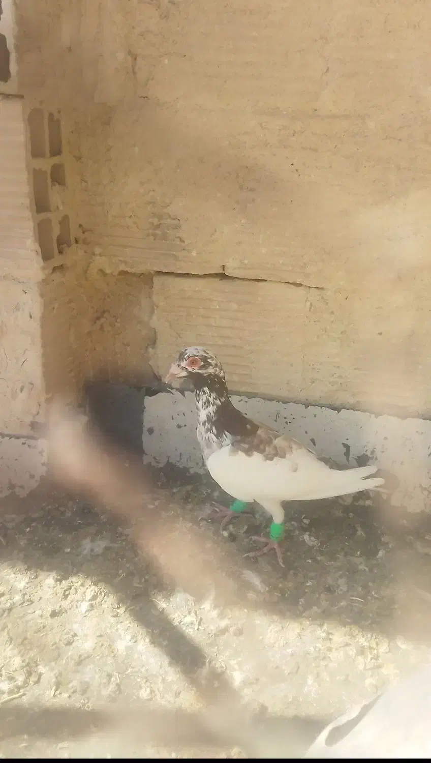 سبز کرمونی قلدر|پرنده|کاشمر, |دیوار