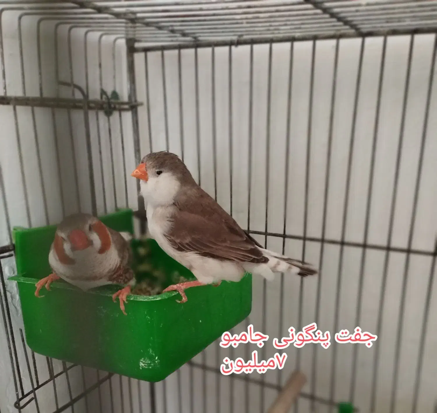 فنچ جامبون وپنکونی وکینگ ونرگسی|پرنده|رباط‌کریم, شترخوار|دیوار