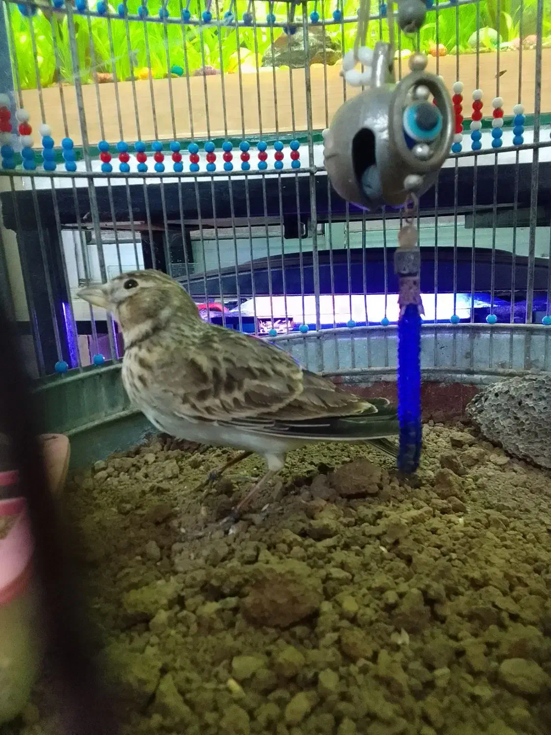 سهره خاکی|پرنده|اسالم, |دیوار