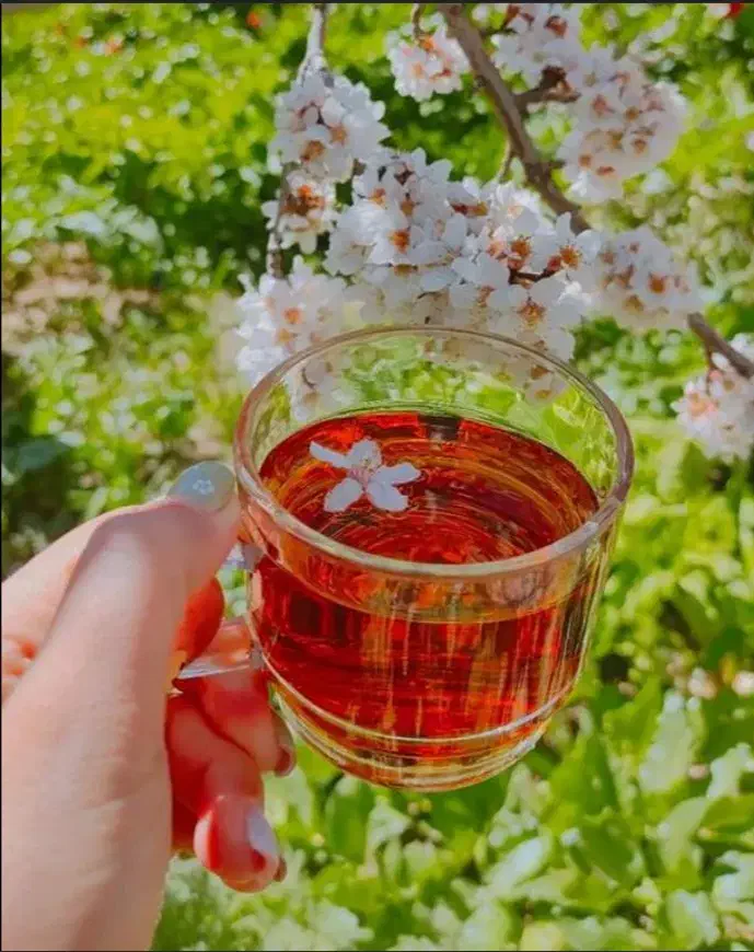 چایی درمانی|خوردنی و آشامیدنی|شیراز, احمدآباد|دیوار