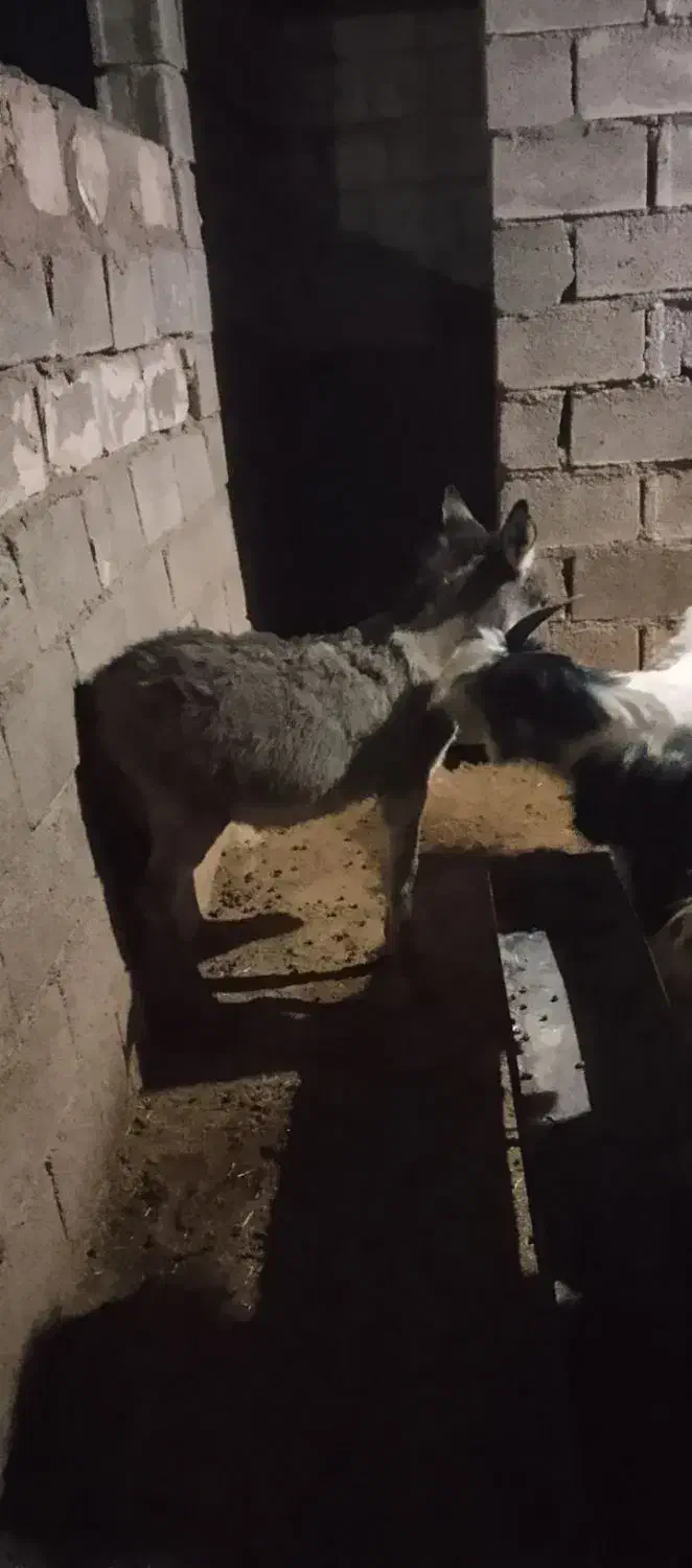 کره خر ماده گله اصل|حیوانات مزرعه|مسجد سلیمان, |دیوار