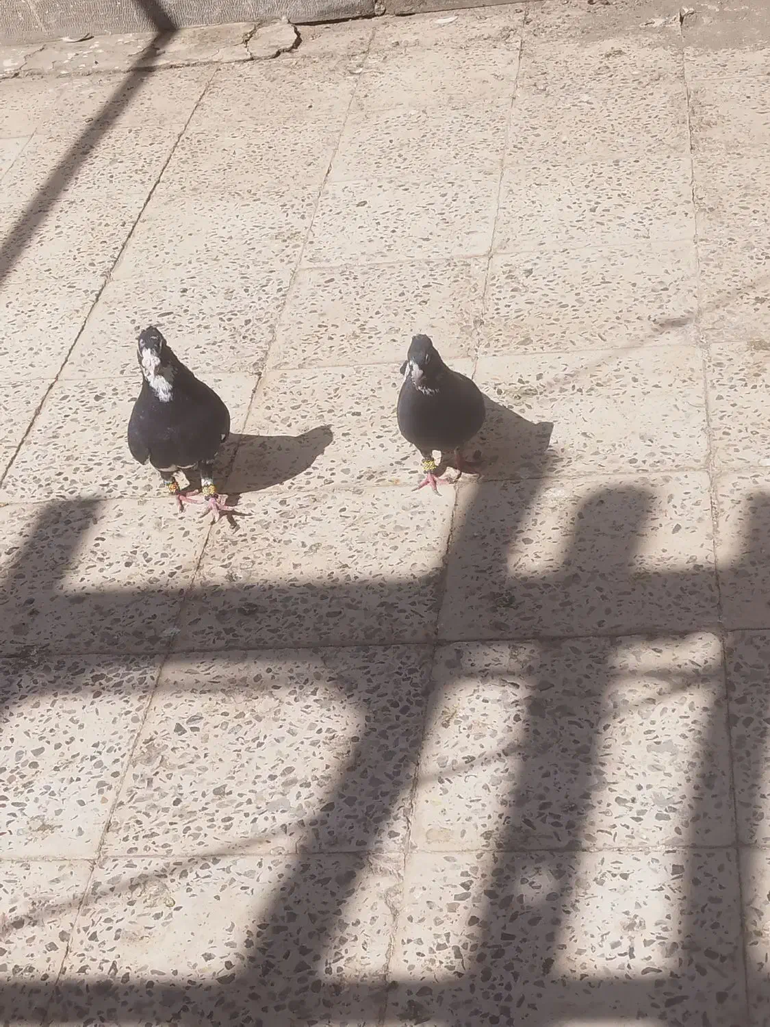 پلنگ|پرنده|کرمان, |دیوار