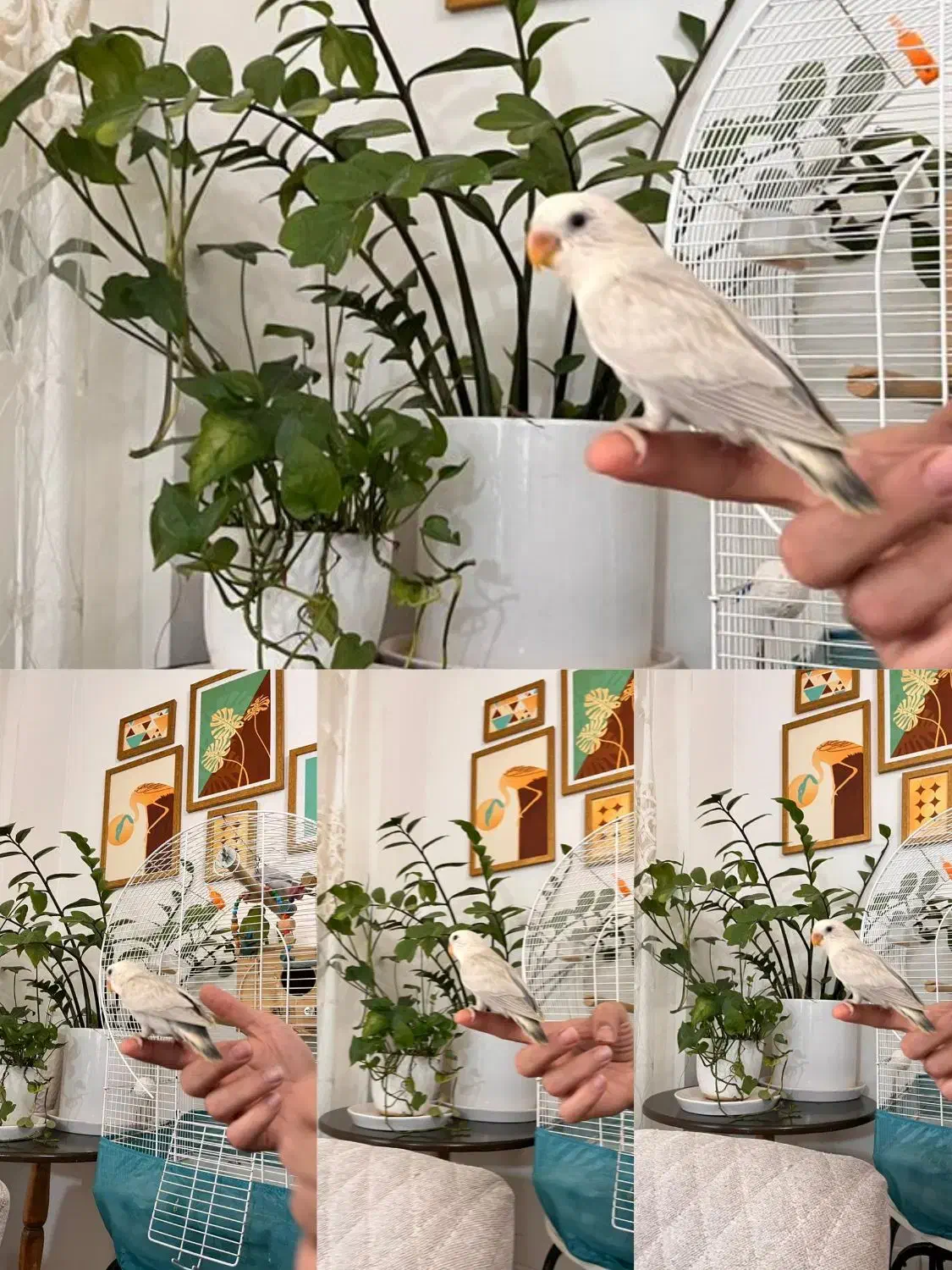 فروش طوطی برزیلی دستی و رام در رنگ‌های متنوع|پرنده|لنگرود, |دیوار