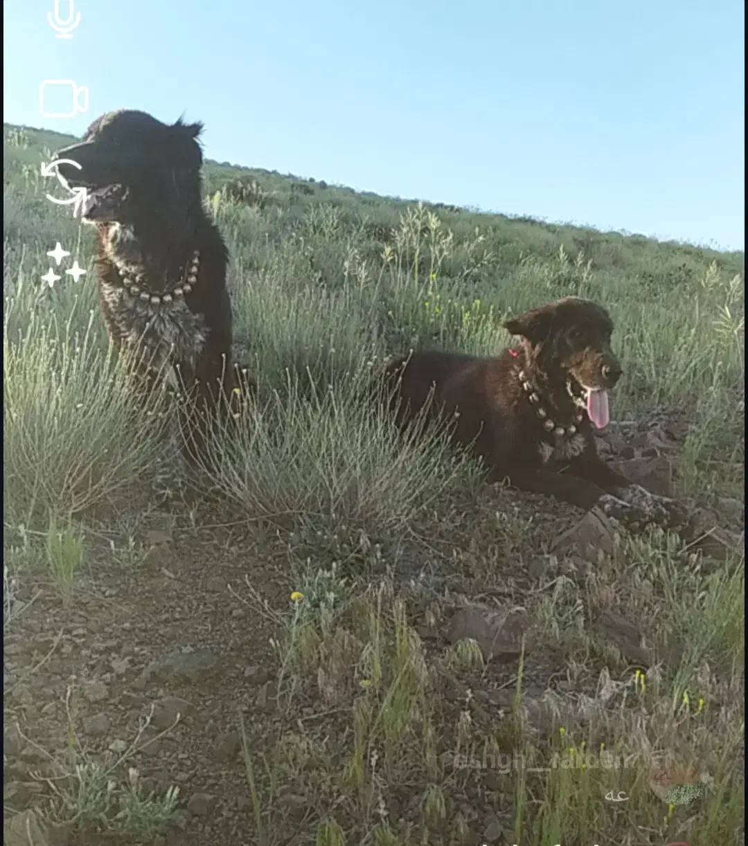 واگذاری یجفت سگ گله آیی|سگ|اصفهان, باغ زرشک|دیوار