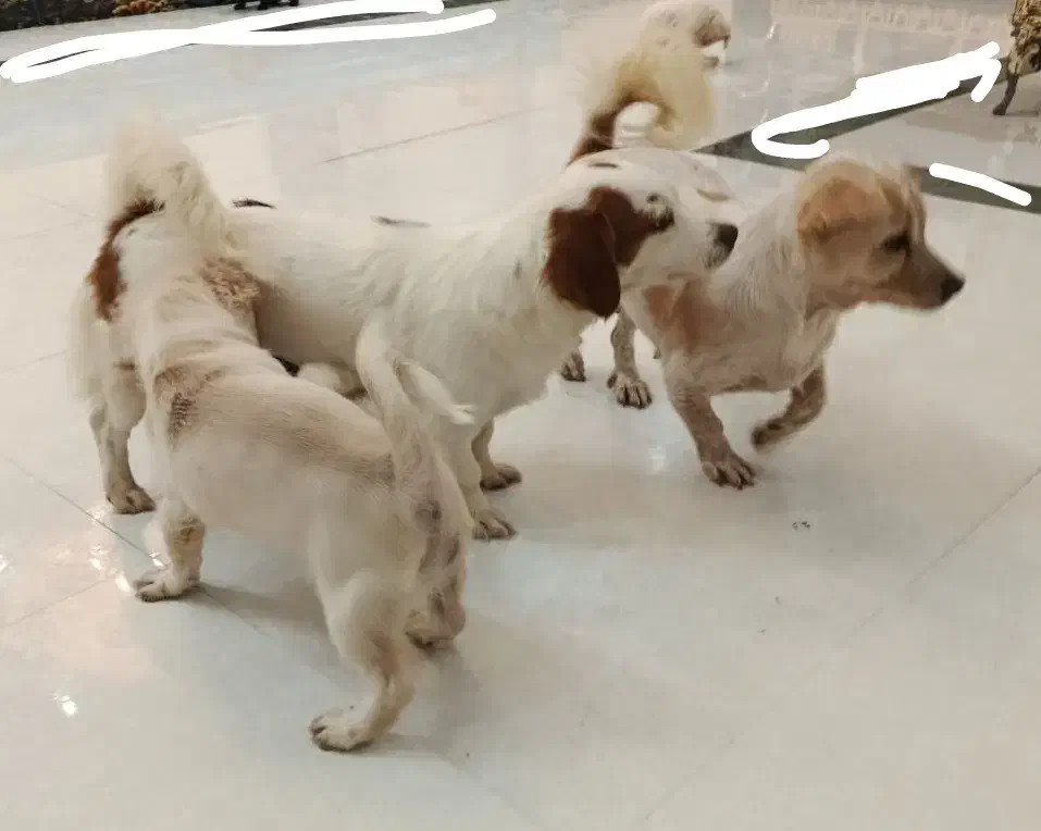 سگ خانگی|سگ|اردکان, |دیوار