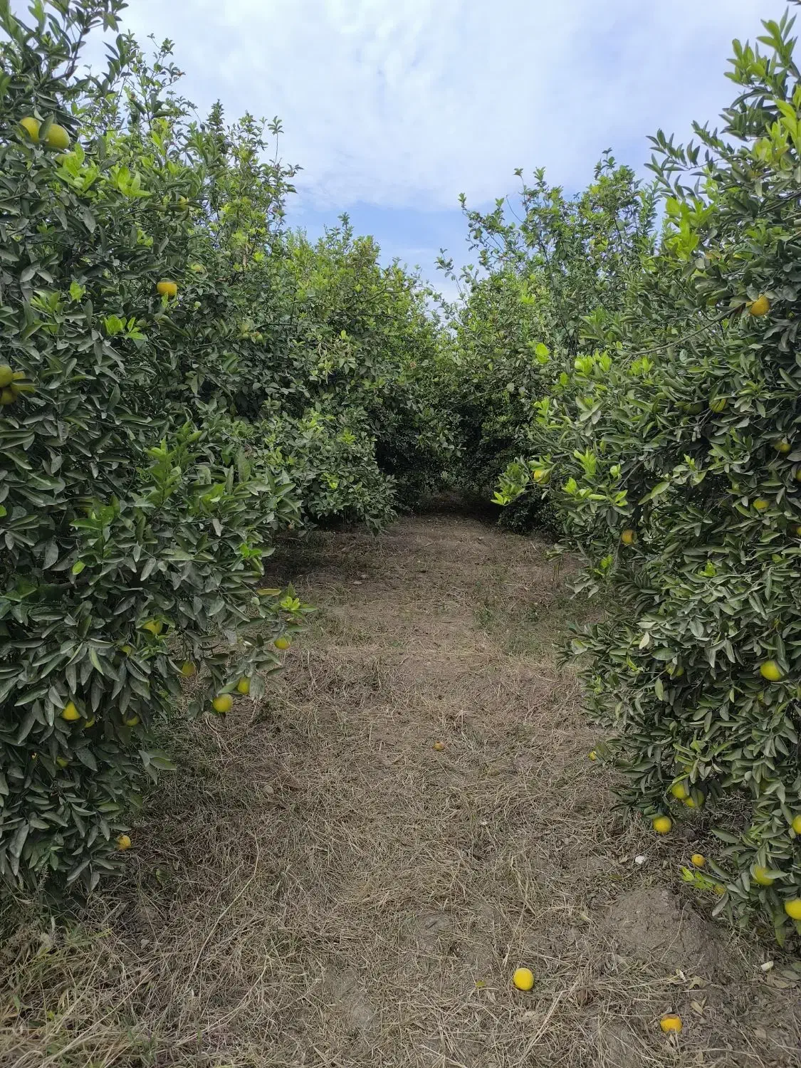 فروش باغ 1035 متری کوچه باغ مهستان|فروش زمین و ملک کلنگی|دزفول, |دیوار