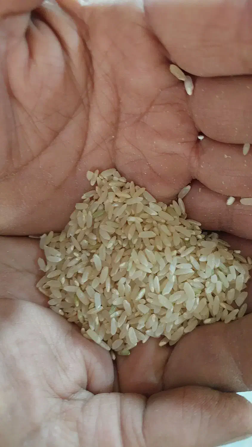 برنج نو کامفیروزی|خوردنی و آشامیدنی|شیراز, طلاب|دیوار