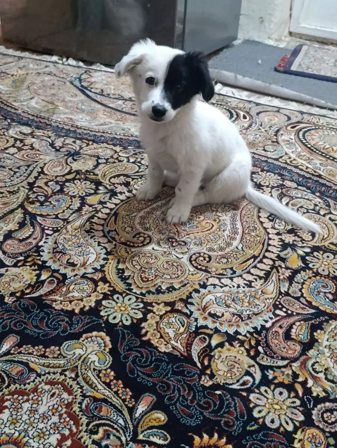 واگذاری سگ|سگ|بندرعباس, |دیوار