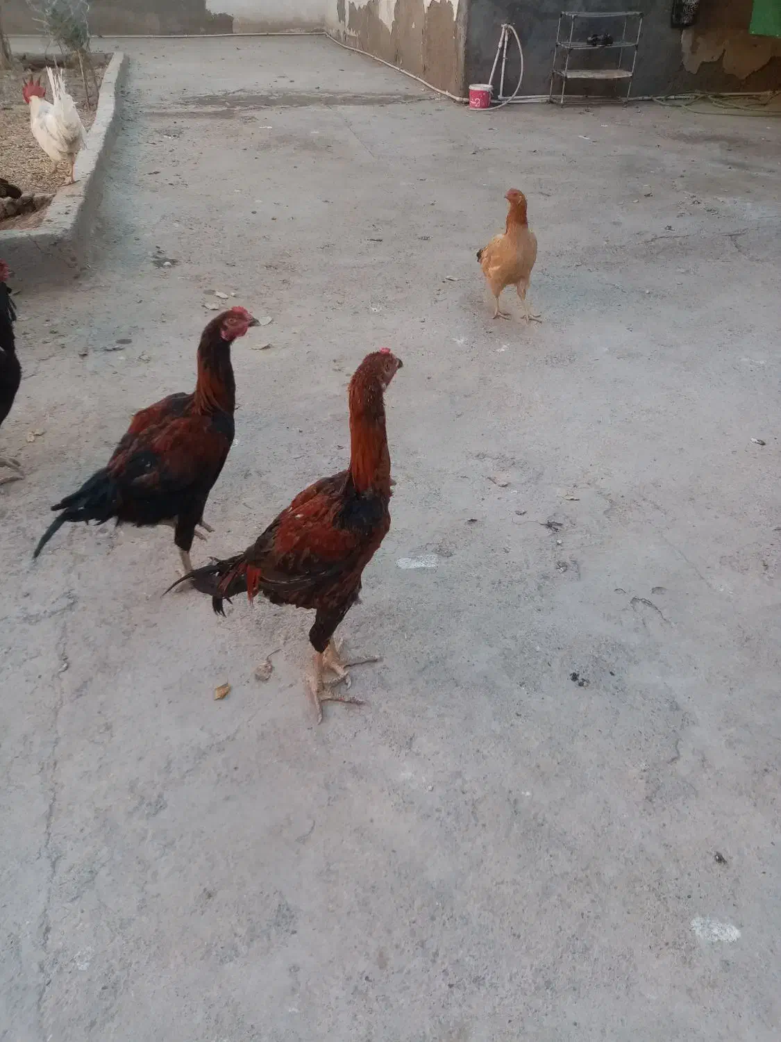 2 عددخروس لاری 3 ماه نژاد دار|حیوانات مزرعه|مشهد, شهید قربانی|دیوار