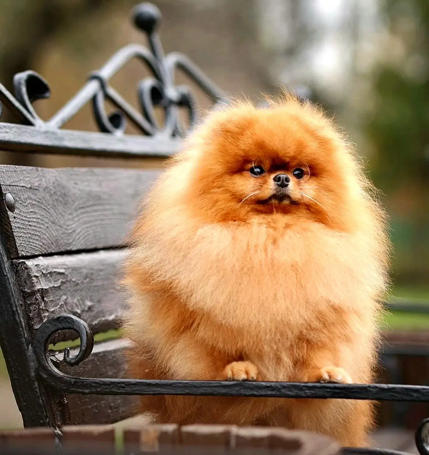 پامرانین های نر جهت کشش|سگ|کرمانشاه, |دیوار