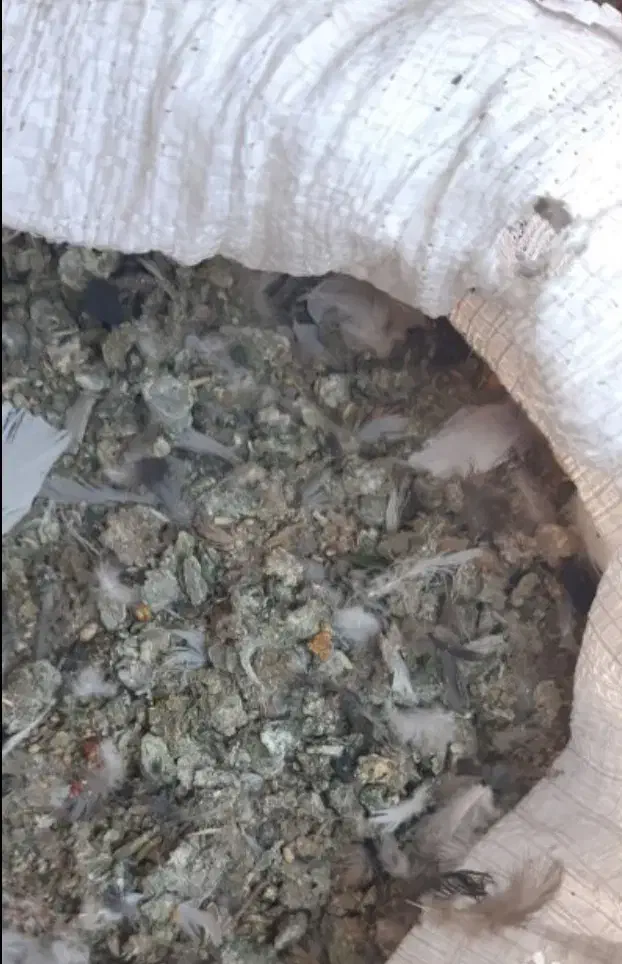 کود کبوتر|گل و گیاه طبیعی|خرقان, |دیوار