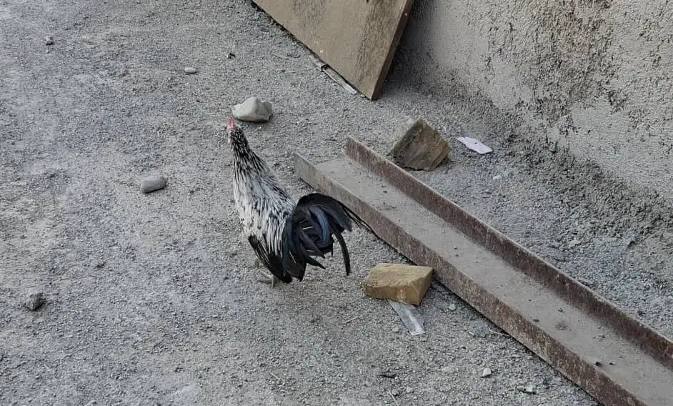 مرغ خروس|حیوانات مزرعه|پاکدشت, پاکدشت (مامازند)|دیوار