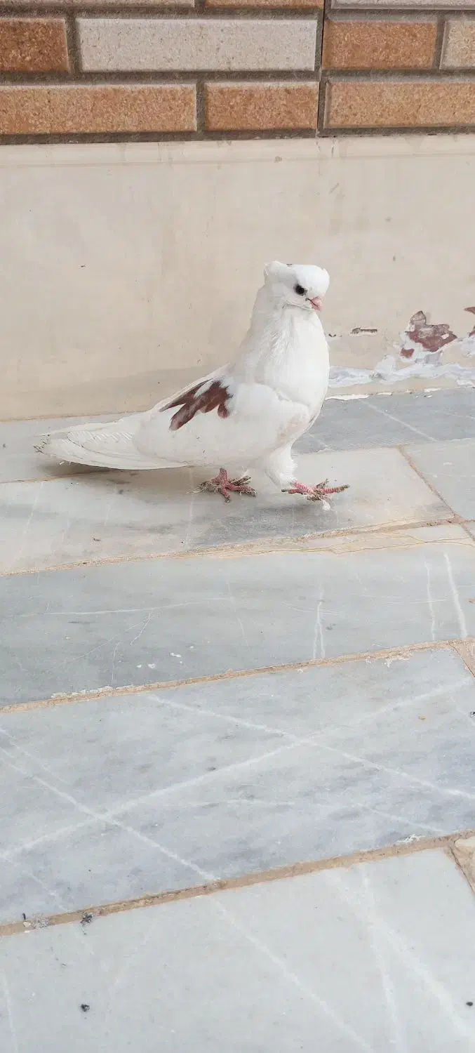 کبوتر بلند|پرنده|اردکان, |دیوار