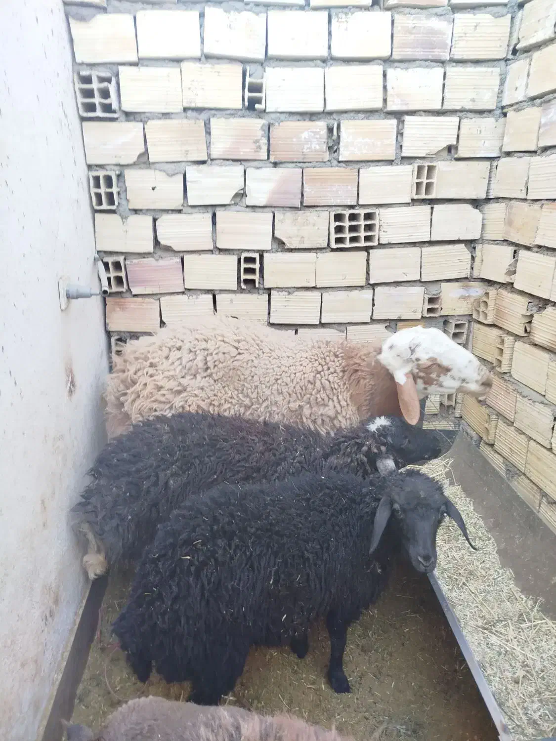 بره همو و هترو|حیوانات مزرعه|سیرجان, |دیوار