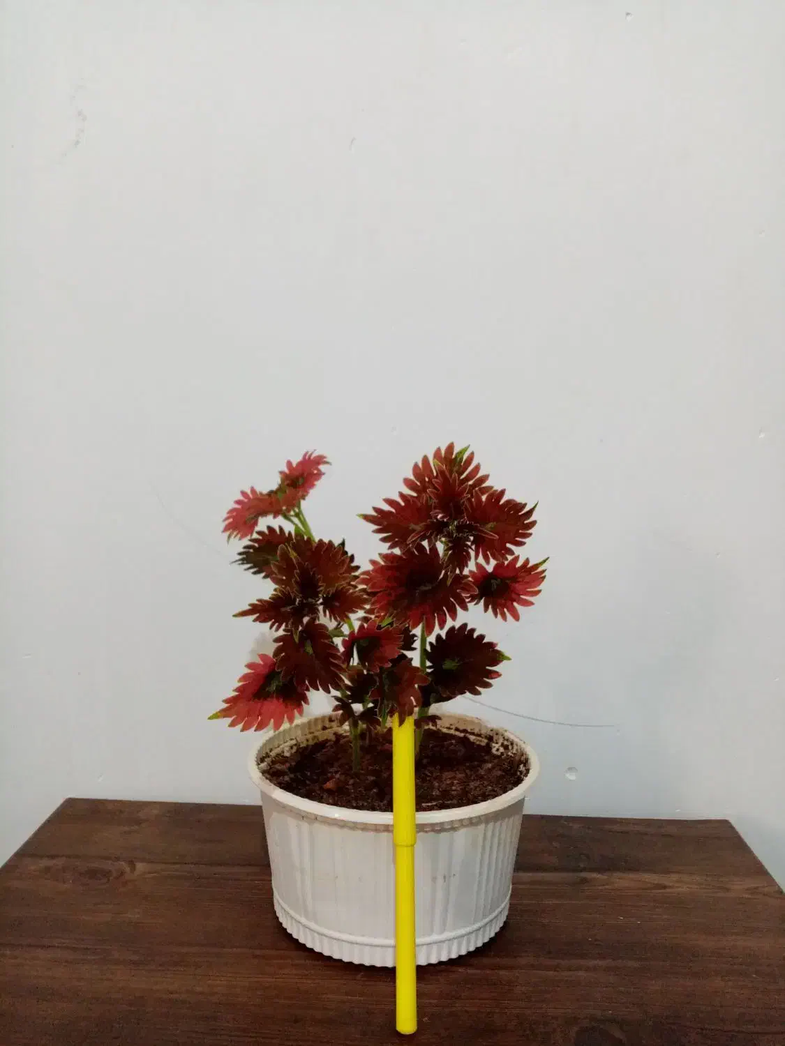 گل گل 4تا135 و یک گل هدیه|گل و گیاه طبیعی|یاسوج, |دیوار