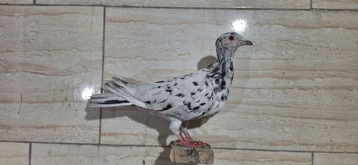 کبوترسرور ماده|پرنده|پاکدشت, خاتون آباد|دیوار