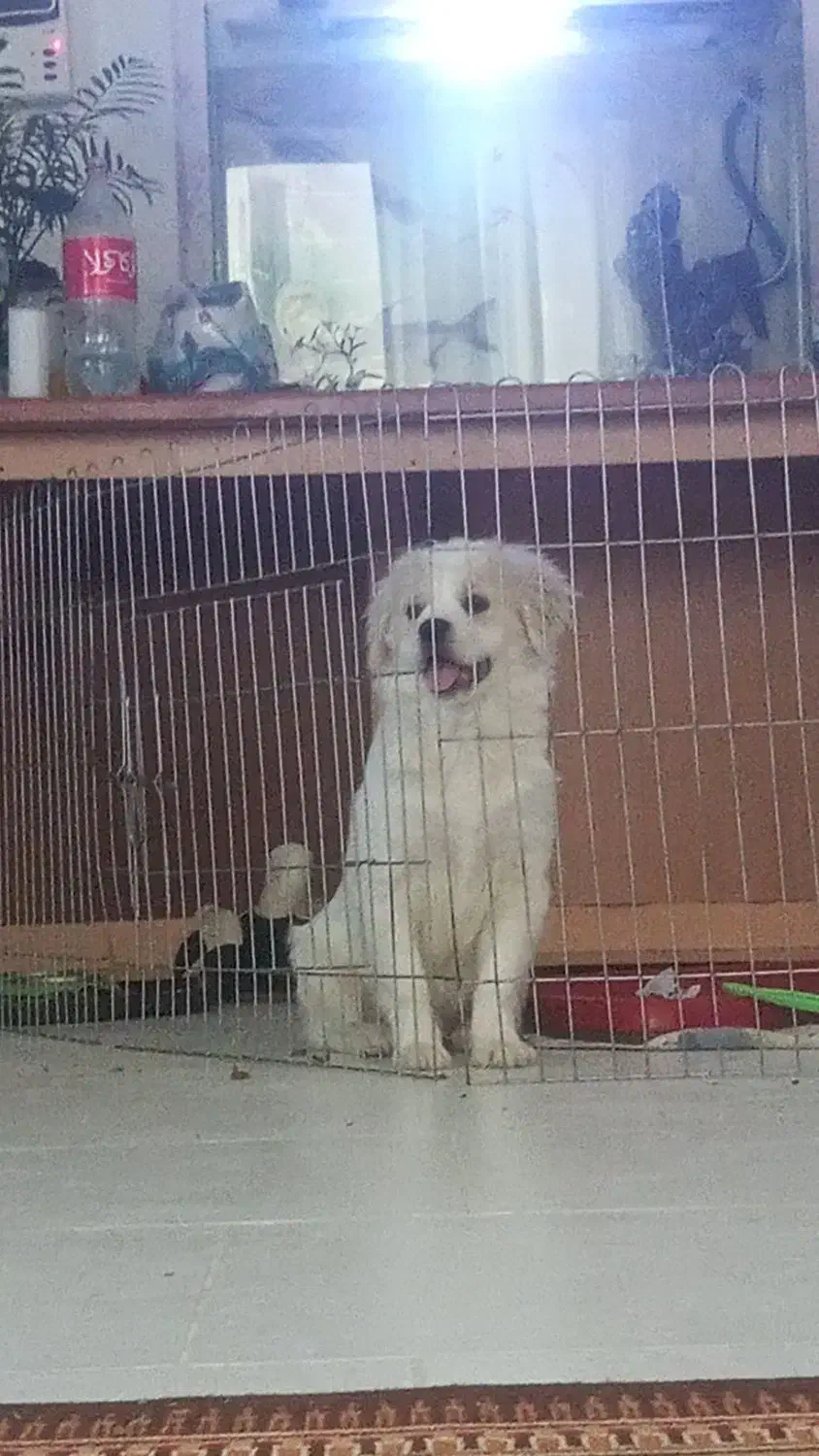 حیوانات|سگ|ارومیه, |دیوار