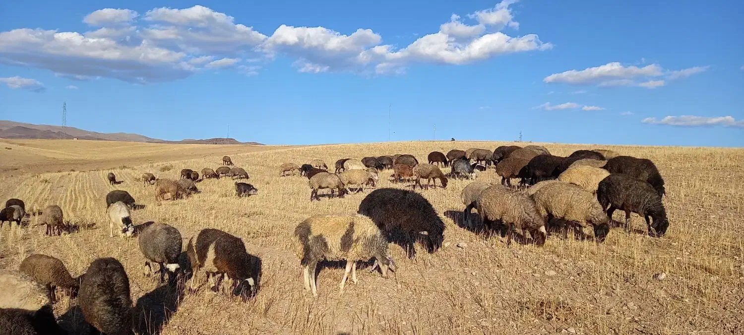 فروش بره پروار|حیوانات مزرعه|آشتیان, |دیوار