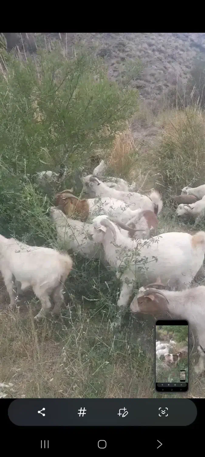 بز آبستن نژاد رایینی|حیوانات مزرعه|رابر, |دیوار