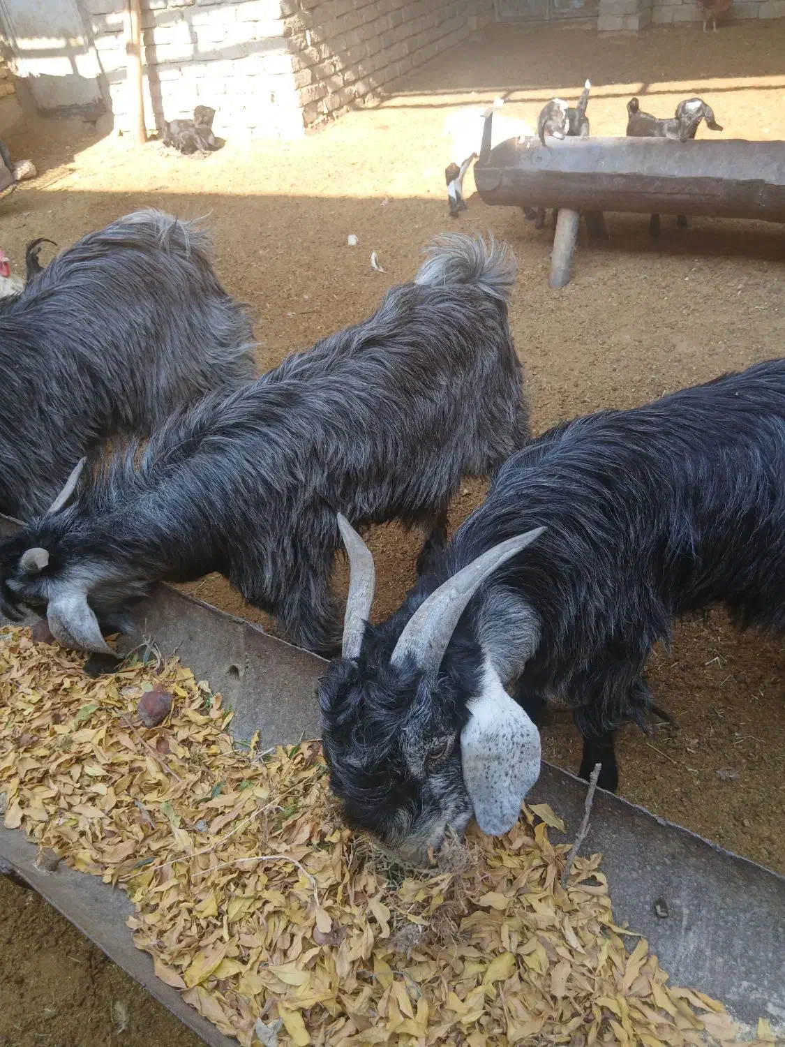 کهری نر برای فروش|حیوانات مزرعه|فسارود, |دیوار