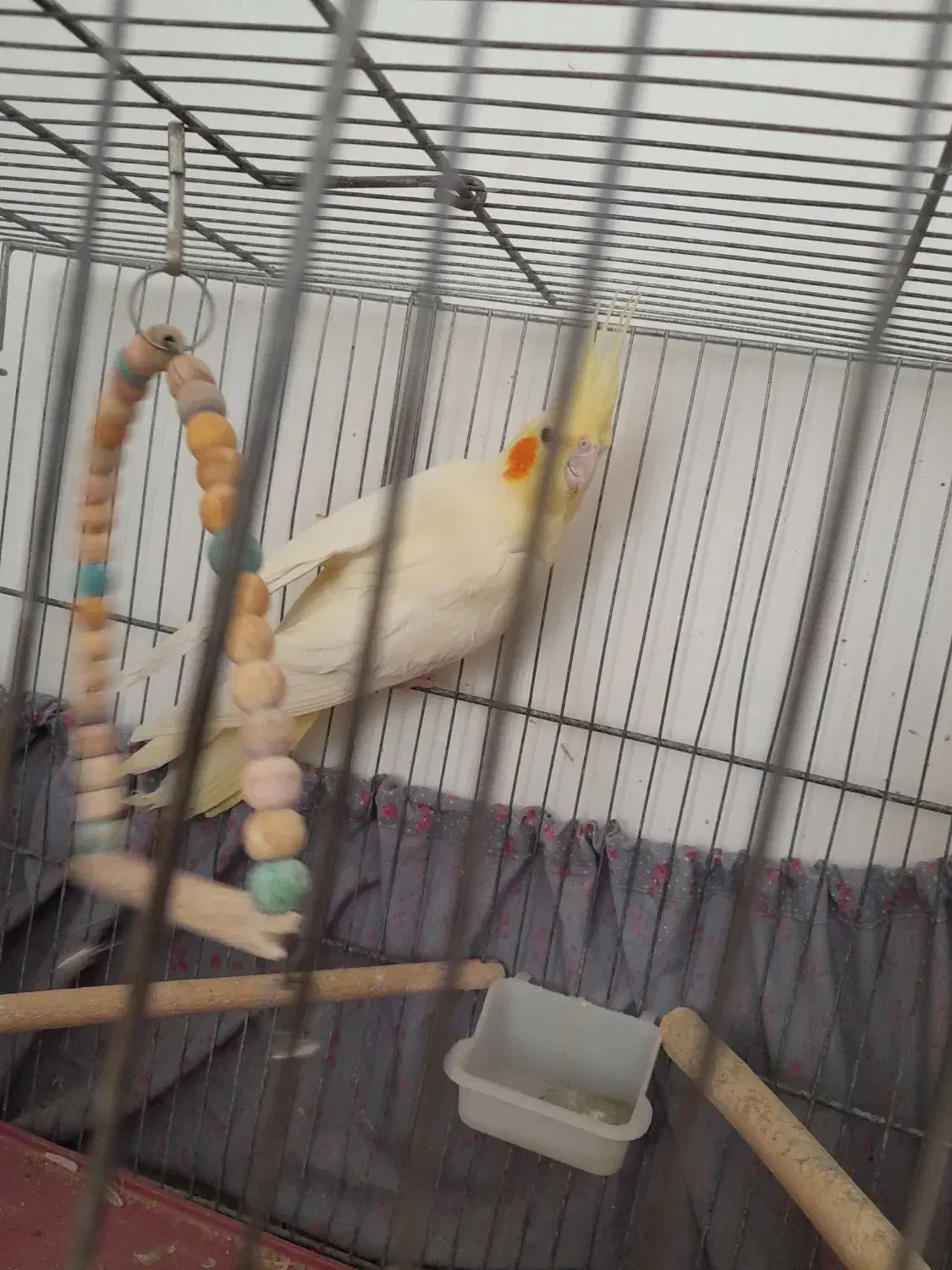 عروس هلندی لوتینو ماده و۳عددجوجه|پرنده|برخوار, |دیوار