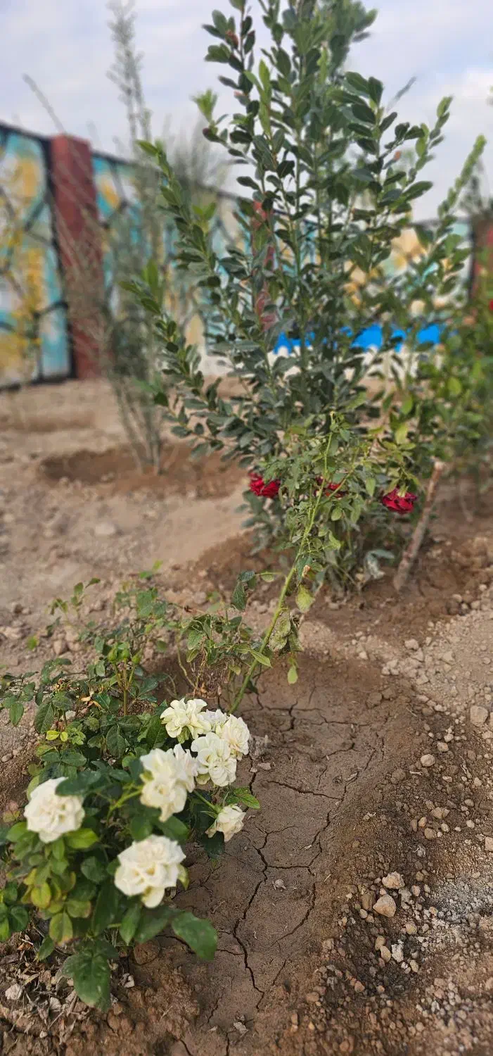 باغچه سند دار قابل ساخت بنا|فروش زمین و ملک کلنگی|شهریار, شهریار|دیوار