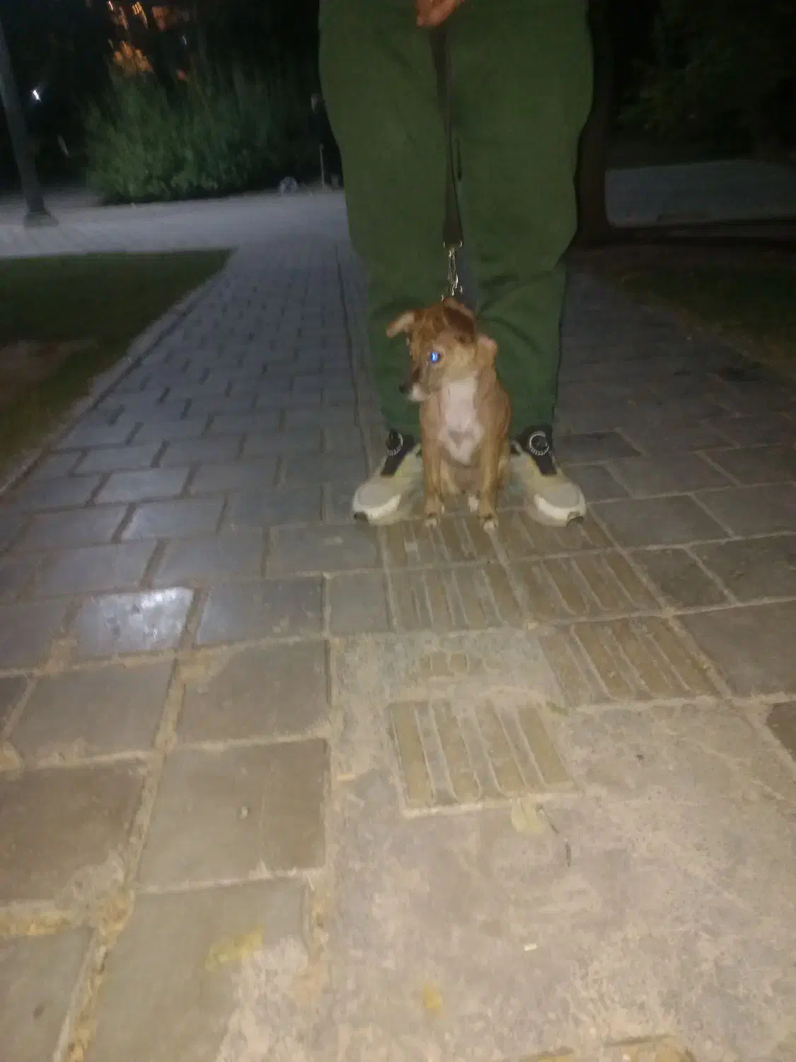 سگ نژاد دار|سگ|تهران, بیسیم|دیوار