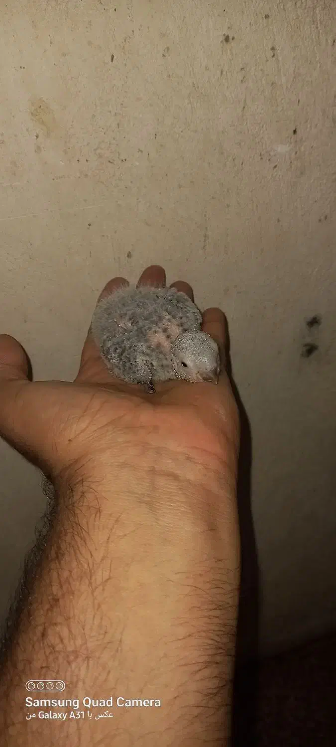 جوجه گرینچیک ۲۵ روزه و جوجه عروس هلندی ۲۰ روزه|پرنده|چمران, |دیوار