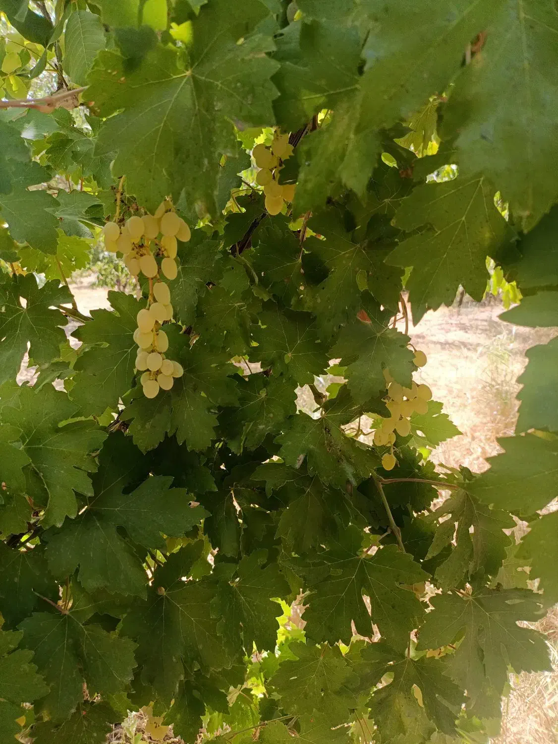 500متر باغ انگور جنب جاده اصلی|فروش دفتر صنعتی، کشاورزی، تجاری|شهرکرد, |دیوار