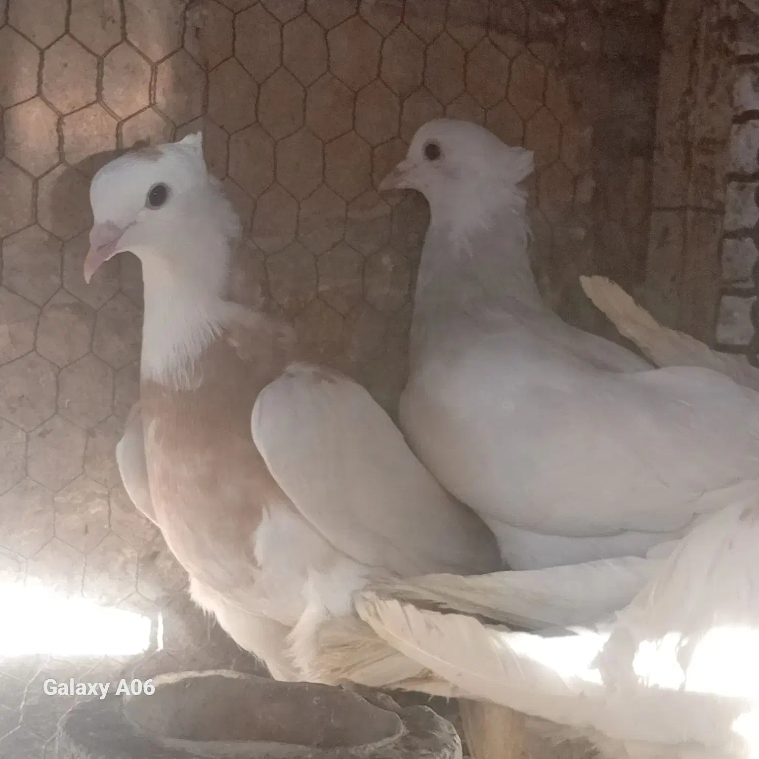 غازچاق‌وجوان‌قوغازپنج‌ماهه‌‌بوقلمون‌کفترطوقی‌وتهرو|حیوانات مزرعه|قم, شهرک توانیر|دیوار