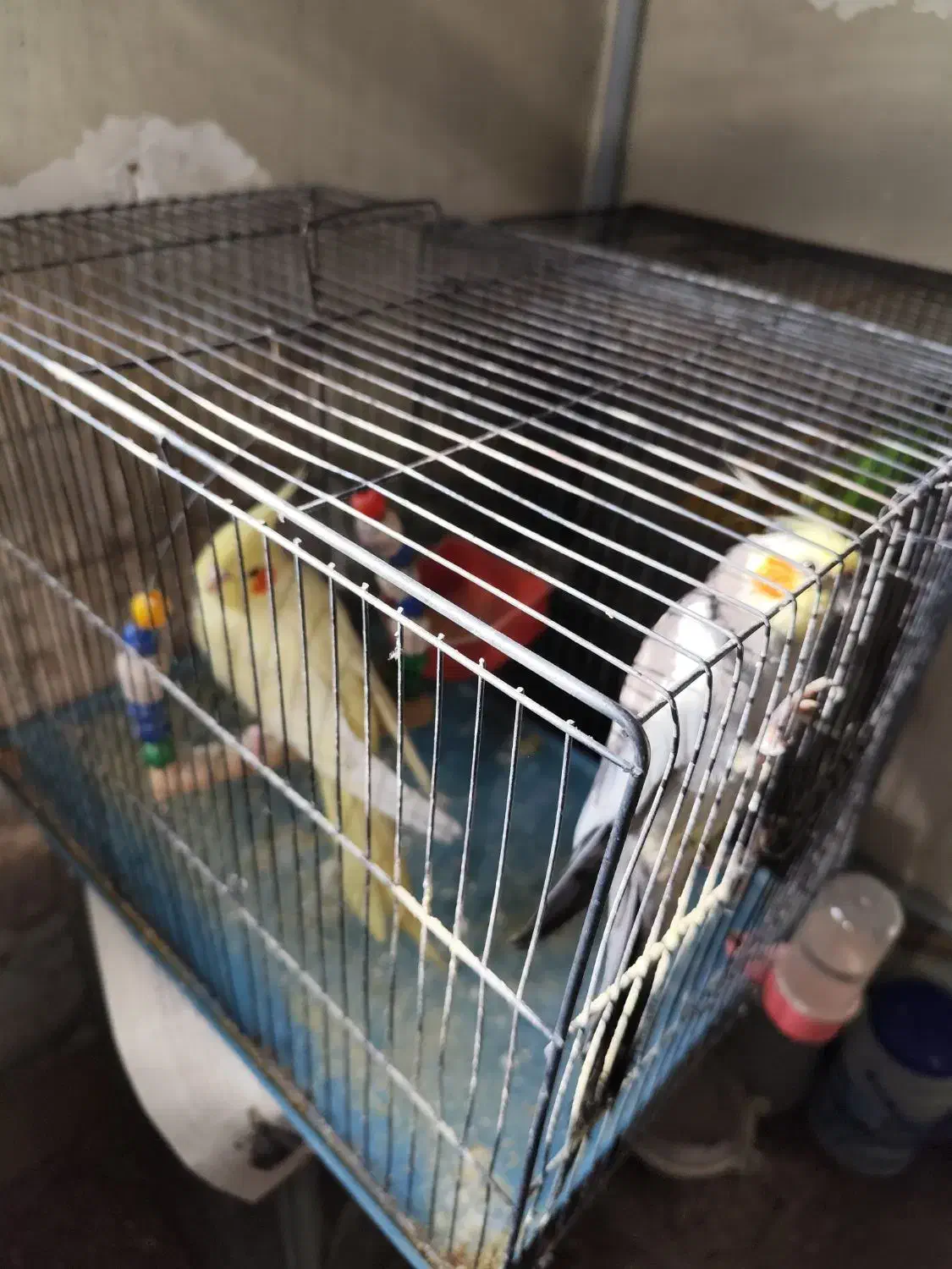 عروس هلندی|پرنده|مشکین‌دشت, |دیوار