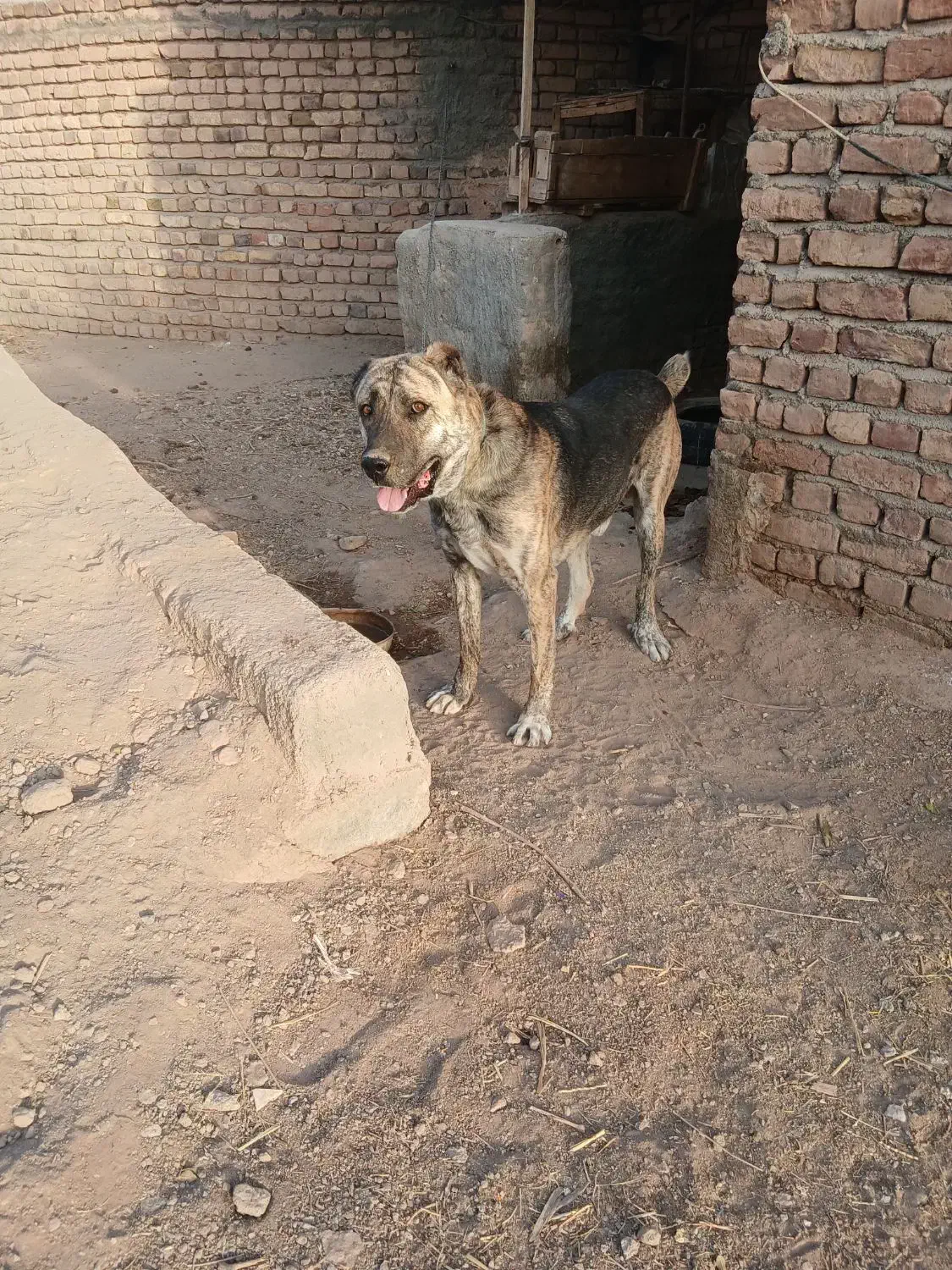 واگذاری سگ افغان|سگ|گناباد, |دیوار