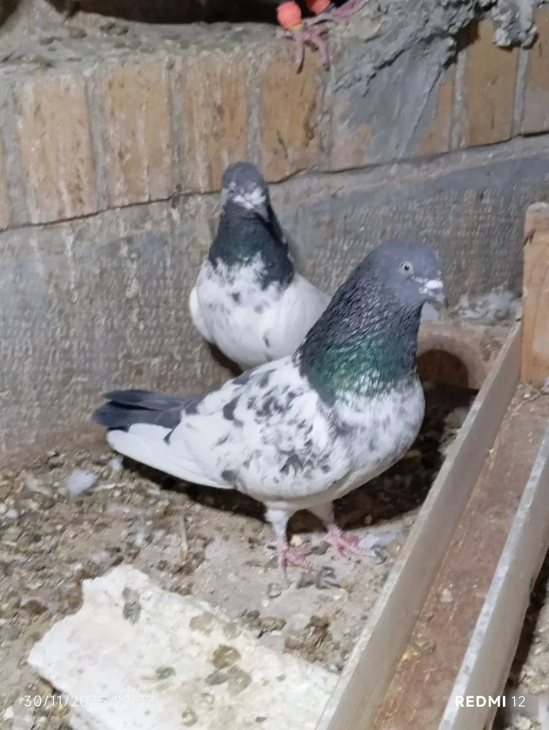 نر و ماده ظمانت تخم جوجه|پرنده|نیک شهر, |دیوار