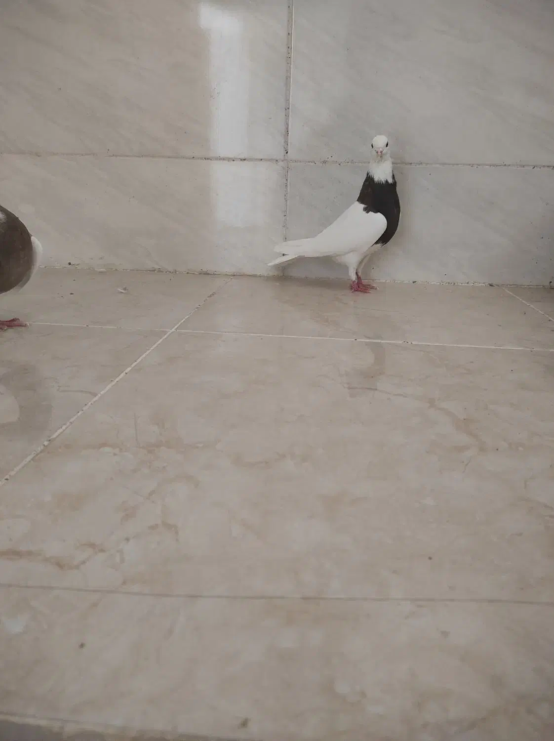 جفت ماده طوقی|پرنده|شوشتر, |دیوار