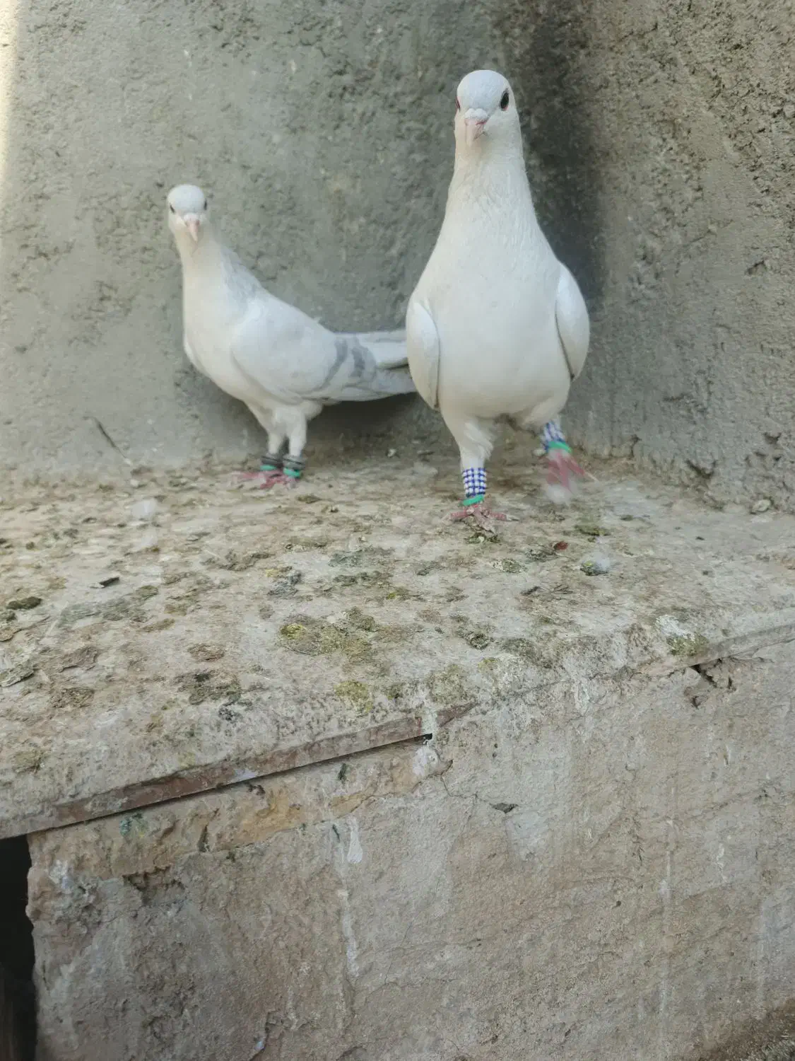 کبوتر|پرنده|مشهد, انصار|دیوار