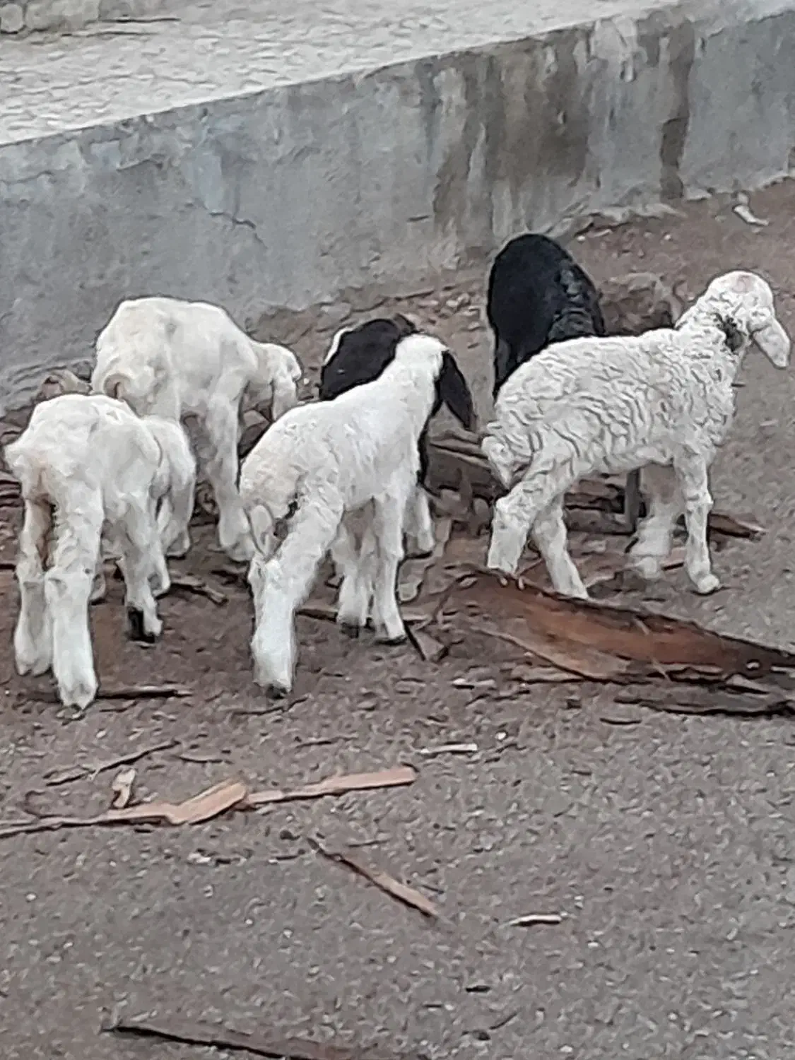 بره|حیوانات مزرعه|اهواز, زیتون کارمندی|دیوار