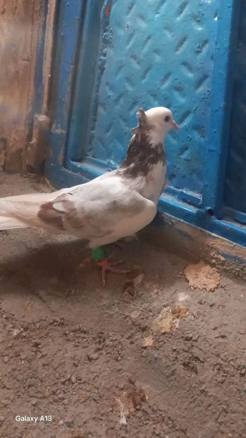 دوتا کفتر هوایی|پرنده|اسفراین, |دیوار