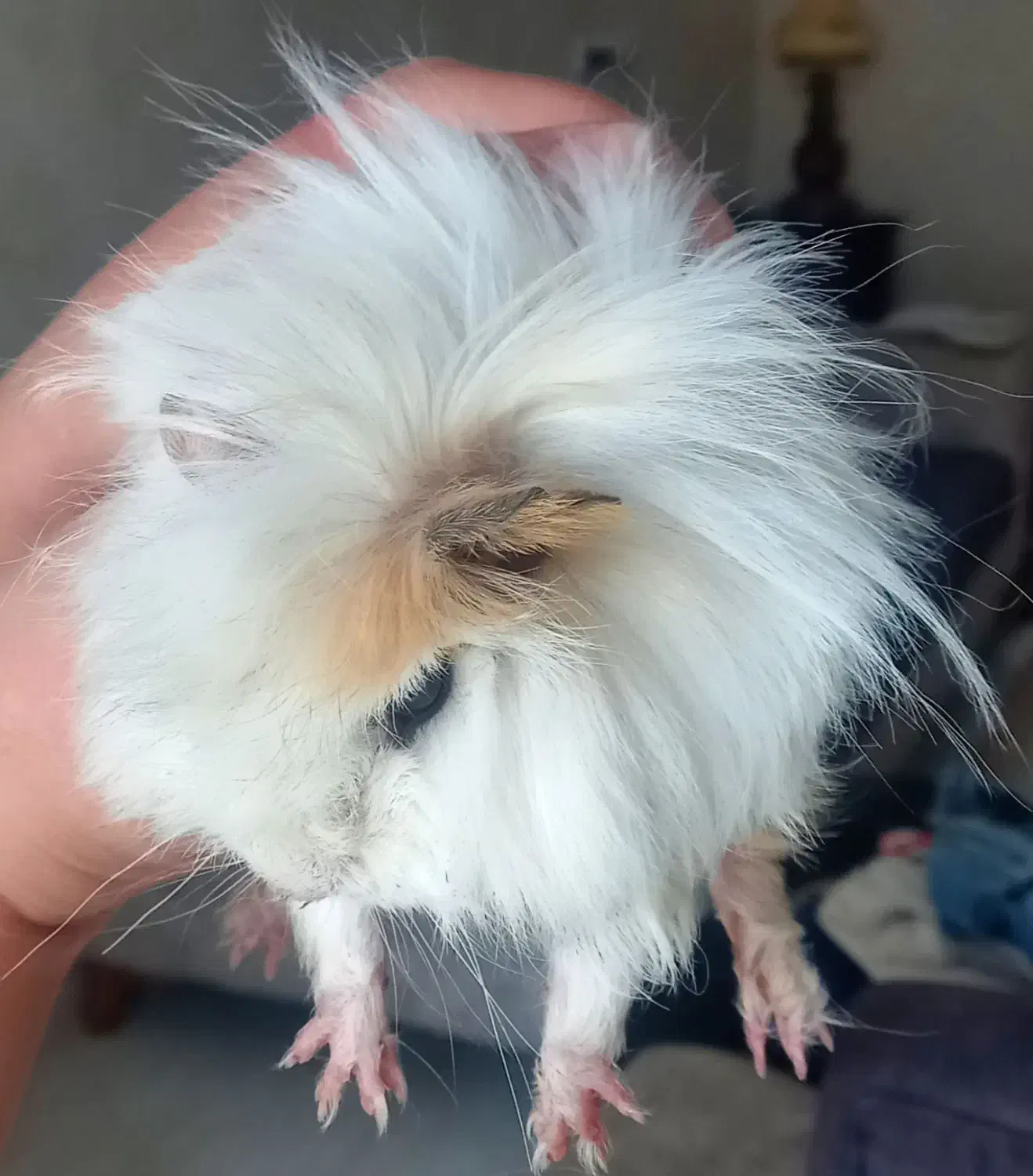 خوکچه هندی|موش و خرگوش|گنبد کاووس, |دیوار