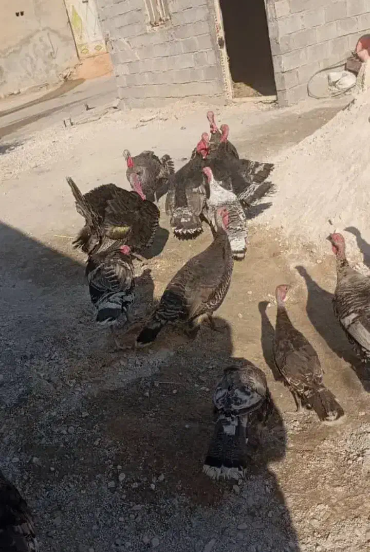 بوقلمون برنز  و بوربون امریکایی|حیوانات مزرعه|اقلید, |دیوار