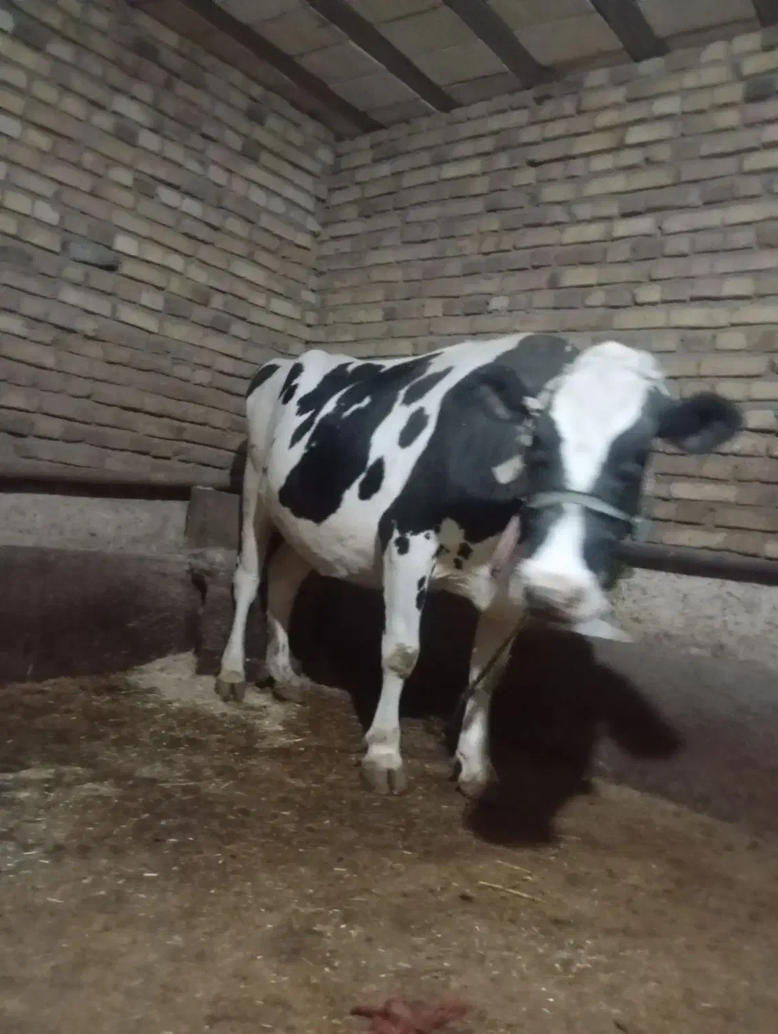 گاو گوساله|حیوانات مزرعه|دینور, |دیوار