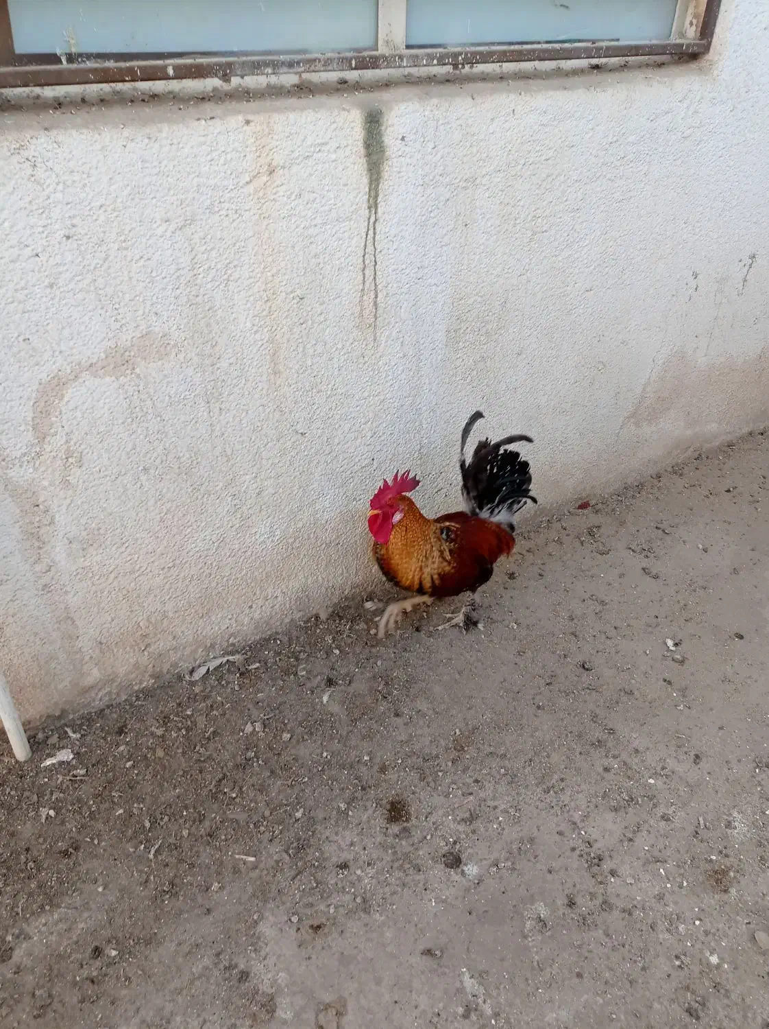 حیوانات مزرعه خروس برای فروش|حیوانات مزرعه|دهدشت, |دیوار